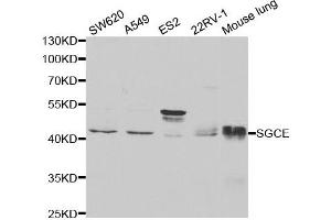 Western Blotting (WB) image for anti-Sarcoglycan, epsilon (SGCE) antibody (ABIN1876518)