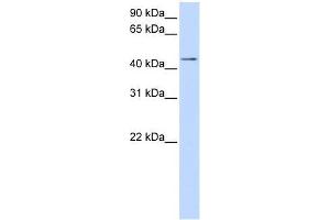 Image no. 1 for anti-Sulfotransferase Family, Cytosolic, 2B, Member 1 (SULT2B1) (Middle Region) antibody (ABIN631178) (SULT2B1 antibody  (Middle Region))