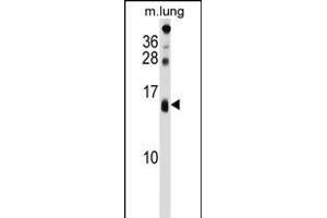 DEXI Antibody (C-term) (ABIN1537462 and ABIN2848603) western blot analysis in mouse lung tissue lysates (35 μg/lane). (DEXI antibody  (C-Term))