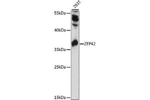Western blot analysis of extracts of 293T cells, using ZFP42 antibody (ABIN7271483) at 1000 dilution. (ZFP42 antibody  (AA 1-140))