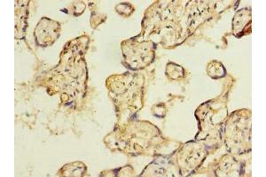 Immunohistochemistry of paraffin-embedded human placenta tissue using ABIN7151342 at dilution of 1:100 (TSSC1 antibody  (AA 201-387))