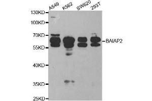 Western blot analysis of extracts of various cell lines, using BAIAP2 antibody. (BAIAP2 antibody  (AA 362-521))