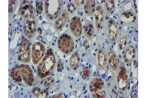 Image no. 4 for anti-Zinc Finger Protein 365 (ZNF365) (AA 108-407) antibody (ABIN1490829) (ZNF365 antibody  (AA 108-407))