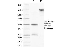 SDS-PAGE Analysis Purified Muscle Specific Actin Mouse Monoclonal Antibody (HHF35). (ACTA1/ACTA2A/ACTG2 antibody)