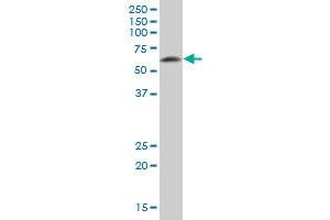 DPYSL5 MaxPab polyclonal antibody. (DPYSL5 antibody  (AA 1-564))