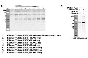Immunoprecipitation of recombinant human Nampt (Visfatin/PBEF) proteins using anti-Nampt (Visfatin-PBEF), mAb (OMNI379) . (NAMPT antibody  (Biotin))