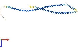 AlphaFold protein structure predicition of Mouse Recombinant Ccdc122 Protein, UniprotID Q8BVN0