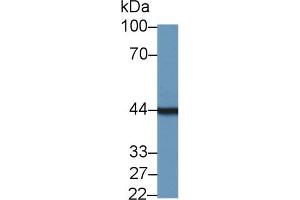 Western blot analysis of Mouse Pancreas lysate, using Mouse TMOD3 Antibody (1 µg/ml) and HRP-conjugated Goat Anti-Rabbit antibody ( (TMOD3 antibody  (AA 1-352))