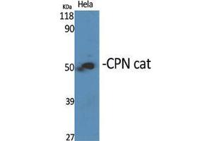 Western Blot (WB) analysis of specific cells using CPN cat Polyclonal Antibody. (CPN Cat (C-Term) antibody)