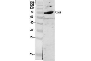 Western Blot analysis of various cells using Cox-2 Polyclonal Antibody diluted at 1:2000. (PTGS2 antibody  (AA 530-610))