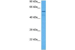 Host:  Rabbit  Target Name:  TLE1  Sample Tissue:  Mouse Spleen  Antibody Dilution:  1ug/ml (TLE1 antibody  (N-Term))