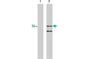 Western blot analysis using RIT2 monoclonal antibody, clone 27G2  on 293 cells expressing HA-tagged RIT1 (1) and HA-tagged RIT2 (2). (RIT2 antibody)