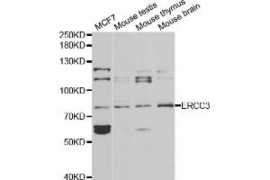 Western blot analysis of extracts of various cell lines, using ERCC3 antibody (ABIN5970857) at 1/1000 dilution. (ERCC3 antibody)