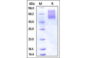 Human CX3CL1, His Tag on SDS-PAGE under reducing (R) condition. (CX3CL1 Protein (AA 25-341) (His tag))