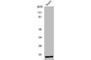 Western Blot analysis of RAW264. (NDUFA4 antibody  (C-Term))