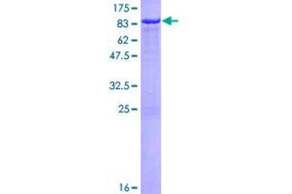 RBBP5 Protein (AA 1-538) (GST tag)