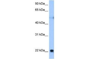 RTN4 antibody used at 0.