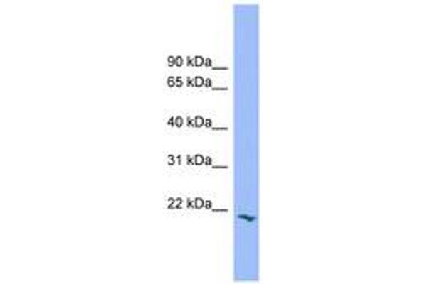 PRRG2 antibody  (AA 71-120)