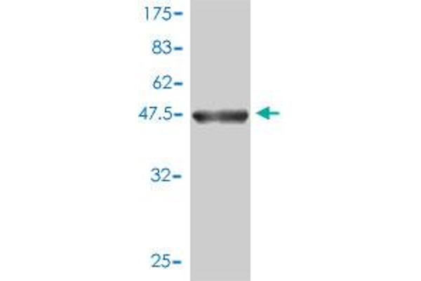 MRPL12 antibody  (AA 1-198)