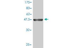 Western Blot detection against Immunogen (47. (MRPL12 antibody  (AA 1-198))
