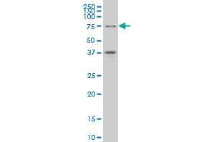 TCF4 monoclonal antibody (M01), clone 3E10 Western Blot analysis of TCF4 expression in A-549 .