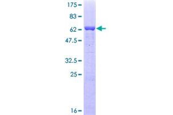 EIF2S1 Protein (AA 1-315) (GST tag)