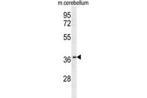 Western Blotting (WB) image for anti-Olfactory Receptor, Family 10, Subfamily X, Member 1 (OR10X1) antibody (ABIN2995743)