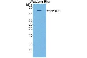 Western Blotting (WB) image for anti-Fc Fragment of IgA, Receptor For (FCAR) (AA 22-227) antibody (ABIN1867888)