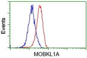 HEK293T cells transfected with either RC206337 overexpress plasmid (Red) or empty vector control plasmid (Blue) were immunostained by anti-MOBKL1A antibody (ABIN2453310), and then analyzed by flow cytometry. (MOBKL1A antibody)