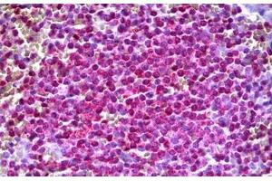 Anti-ARHGEF11 antibody IHC staining of human spleen. (ARHGEF11 antibody  (AA 651-750))