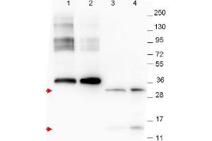 Image no. 1 for anti-Growth Differentiation Factor 15 (GDF15) (C-Term) antibody (ABIN1101711) (GDF15 antibody  (C-Term))