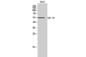 Western Blotting (WB) image for anti-Splicing Factor 3b, Subunit 4, 49kDa (SF3B4) (Internal Region) antibody (ABIN3177334) (SF3B4 antibody  (Internal Region))