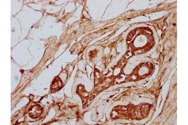 TTLL3 antibody  (AA 470-641)