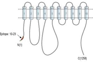 ATPase, Ca++ Transporting, Plasma Membrane 3 (ATP2B3) peptide