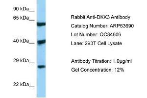 Western Blotting (WB) image for anti-DKK3 (N-Term) antibody (ABIN970520) (DKK3 antibody  (N-Term))