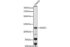 Western blot analysis of extracts of HepG2 cells, using NDST1 antibody (ABIN7268777) at 1:1000 dilution. (NDST1 antibody  (AA 40-170))