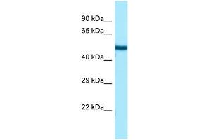 WB Suggested Anti-TUBB3 Antibody Titration: 1. (TUBB3 antibody  (C-Term))