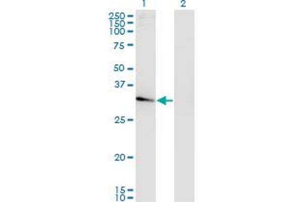 NACA2 antibody  (AA 116-215)