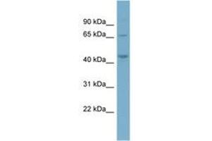 Image no. 1 for anti-Phosphatidylinositol-5-Phosphate 4-Kinase, Type II, alpha (PIP4K2A) (AA 287-336) antibody (ABIN6741987) (PIP4K2A antibody  (AA 287-336))