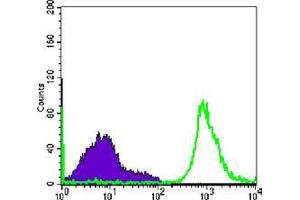 Flow cytometric analysis of Raji cells using CD19 mouse mAb (green) and negative control (purple). (CD19 antibody)