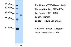 ST3GAL4 antibody used at 0. (ST3GAL4 antibody  (Middle Region))