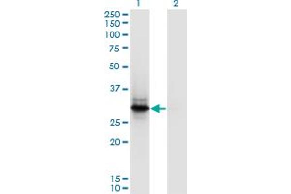 FYCO1 anticorps  (AA 1-255)