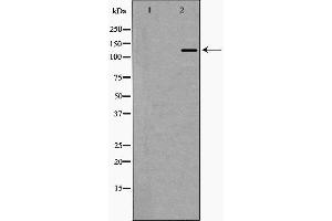 Western blot analysis of Hela whole cell lysates, using EHMT2 Antibody. (EHMT2 antibody  (N-Term))