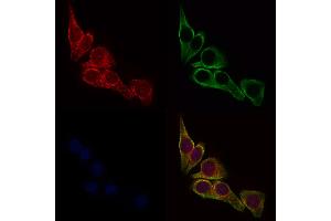 ABIN6257040 and ABIN6275770 staining HepG2 cells by IF/ICC.