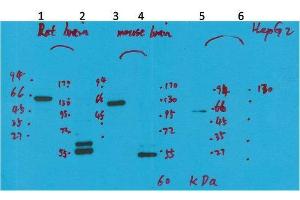 Western Blot (WB) analysis of 1) Rat Brain Tissue-Low Molecular Protein Marker, 2)Rat Brain Tissue-High Molecular Protein Marker, 3) Mouse Brain Tissue-Low Molecular Protein Marker, 4) Mouse Brain Tissue- High Molecular Protein Marker, 5) HepG2-Low Molecular P. (KCNH5 antibody)