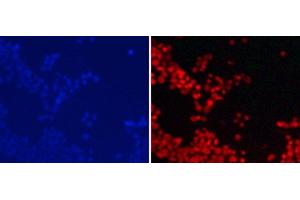 Immunofluorescence analysis of 293T cells using DiMethyl-Histone H3-K9 Polyclonal Antibody (Histone 3 antibody  (2meLys9))
