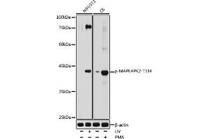 Western blot analysis of extracts of various cell lines, using Phospho-MAPKAPK-2/MK2-T334 antibody (ABIN6135260, ABIN6136144, ABIN6136145 and ABIN6225607) at 1:1000 dilution. (MAPKAP Kinase 2 antibody  (pThr334))