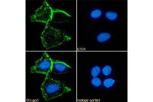 Immunofluorescence staining of MCF7 cells using anti-carcinoembryonic antigen A5B7 Immunofluorescence analysis of paraformaldehyde fixed MCF7 cells stained with the chimeric mouse IgG version of A5B7 (ABIN7072525) at 10 μg/mL followed by Alexa Fluor® 488 secondary antibody (2 μg/mL), showing membrane staining. (Recombinant CEA antibody)