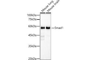 Western blot analysis of extracts of various cell lines, using Smad1 antibody (ABIN7270343) at 1:1000 dilution. (SMAD1 antibody)