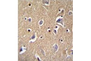 Immunohistochemistry analysis in formalin fixed and paraffin embedded human brain tissue reacted with FBXO21 Antibody (C-term) followed by peroxidase conjugation of the secondary antibody and DAB staining. (FBXO21 antibody  (C-Term))